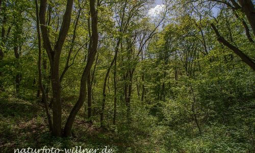 Wald von Babadag Dobrogea Rumänien Foto W. Willner DSC_0555