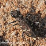 Waldsandlaufkäfer 12 Foto W. Willner