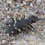 Waldsandlaufkäfer 16 Foto W. Willner