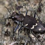 Waldsandlaufkäfer 2 Foto W. Willner