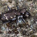 Waldsandlaufkäfer 3 Foto W. Willner