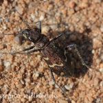 Waldsandlaufkäfer 7 Foto W. Willner