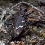 Waldsandlaufkäfer (Cicindela silvatica) 21 Foto W. Willner