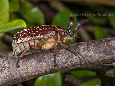 Walker (Polyphylla fullo) 78 Foto W