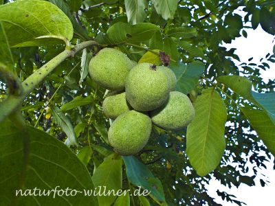 Walnuss Juglans regia Foto Wolfgang Willner Naturfoto-10-2