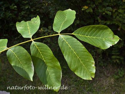 Walnuss Juglans regia Foto Wolfgang Willner Naturfoto-10