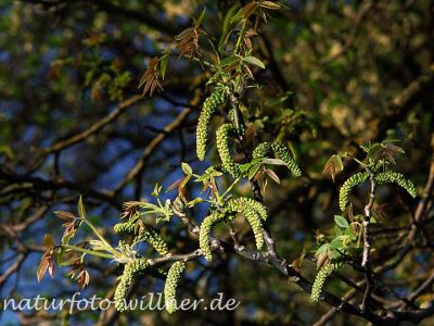 Walnuss Juglans regia Foto Wolfgang Willner Naturfoto-4-3