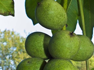 Walnuss Juglans regia Foto Wolfgang Willner Naturfoto-5-2