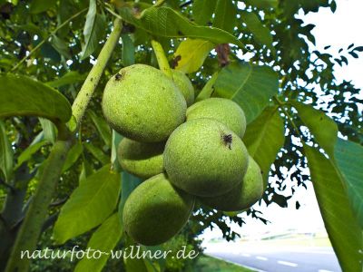 Walnuss Juglans regia Foto Wolfgang Willner Naturfoto-8-2