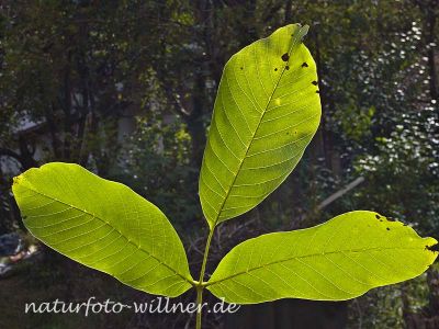 Walnuss Juglans regia Foto Wolfgang Willner Naturfoto