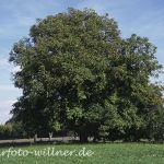 Walnuß Foto W. Willner15