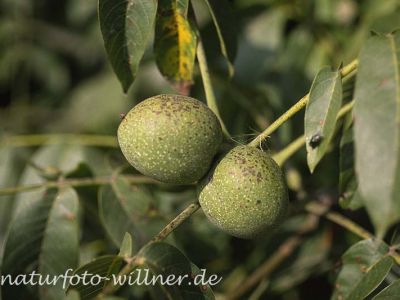 Walnuß Foto W. Willner18