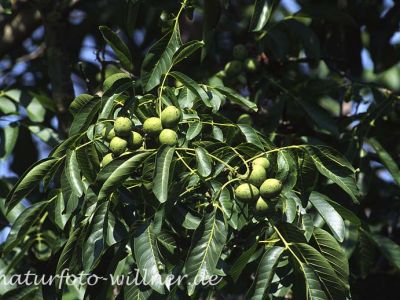 Walnuß (Juglans regia)