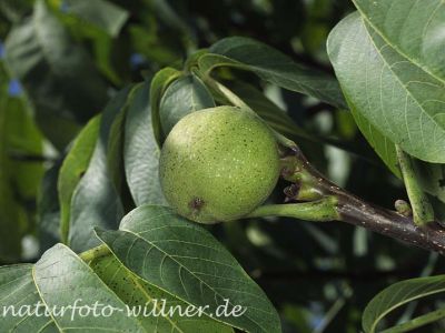 Walnuß (Juglans regia)