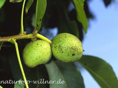 Walnuß (Juglans regia)
