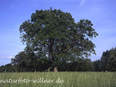 Walnuß (Juglans regia)