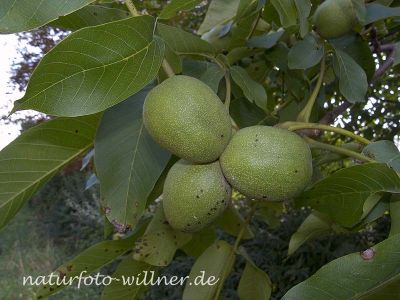 Walnuß (Juglans regia) Foto W. Willner-2
