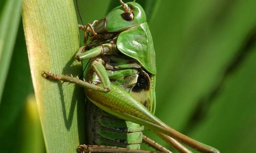 Warzenbeißer (Decticus veruciforus)