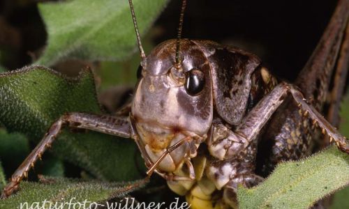 Warzenbeißer (Decticus verricovorus) Foto W. Willner23