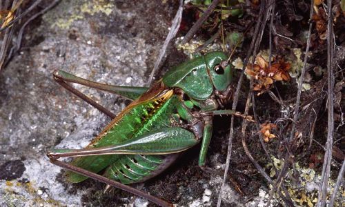 Warzenbeißer (Decticus verricovorus) Foto W. Willner26