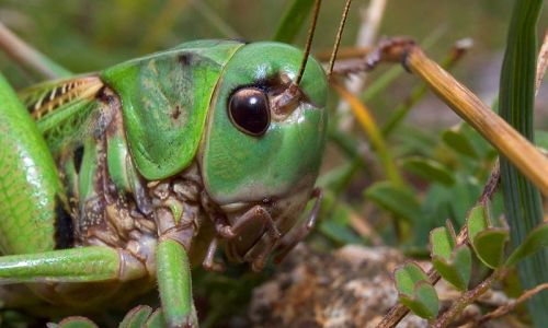 Warzenbeißer Foto W. Willner2