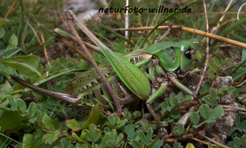 Warzenbeißer Foto W. Willner4