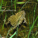 Wechselkröte 12 Foto W. Willner