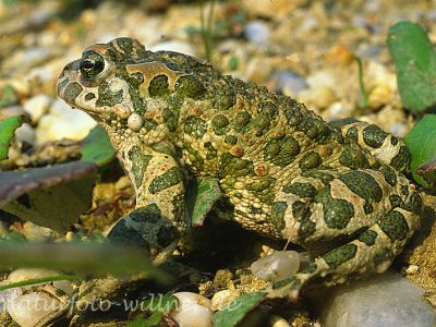 Wechselkröte 13 Foto W. Willner