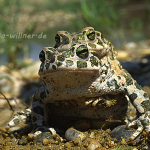Wechselkröte 14 Foto W. Willner