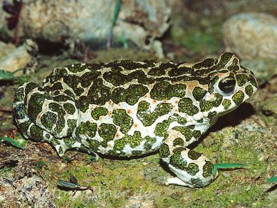 Wechselkröte 16 Foto W. Willner