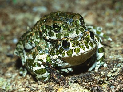 Wechselkrötenpaarung (Bufo viridis)