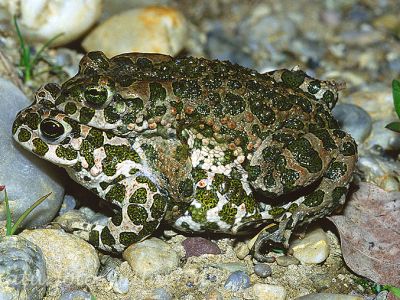 Wechselkrötenpaarung (Bufo viridis)