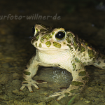 Wechselkröte 21 Foto W. Willner