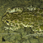 Wechselkröte 23 Foto W. Willner