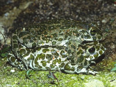 Wechselkröte (Bufo viridis)