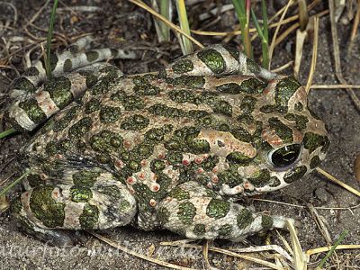 Wechselkröte 5 Foto W. Willner