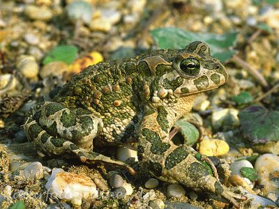 Wechselkröte 9 Foto W. Willner