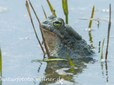 Wechselkröte Bufo viridis Foto W. Willner_2017-08-15_0609_C0000_000156