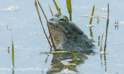 Wechselkröte Bufo viridis Foto W. Willner_2017-08-15_0609_C0000_000156