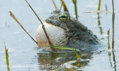 Wechselkröte Bufo viridis Foto W. Willner_2017-08-15_0610_C0001_000023