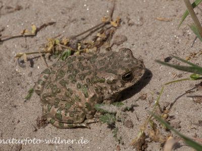 Wechselkröte Bufo viridis Naturfoto Willner IMG_8831