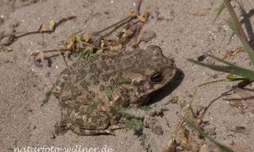 Wechselkröte Bufo viridis Naturfoto Willner IMG_8831