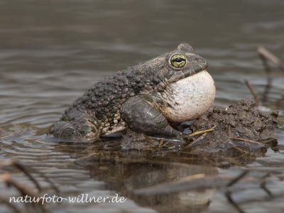 Wechselkröte Bufo viridis Rumänien Foto W. WillnerDSC_9986