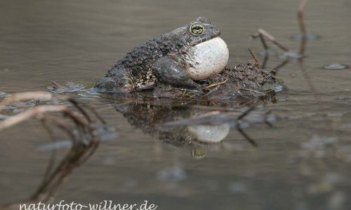 Wechselkröte Bufo viridis Rumänien Foto W. WillnerDSC_9993