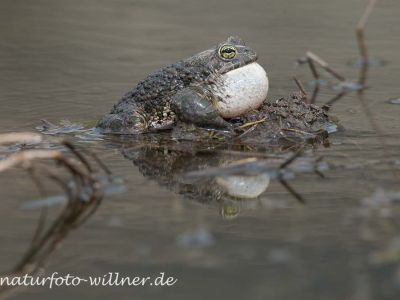 Wechselkröte Bufo viridis Rumänien Foto W. WillnerDSC_9993