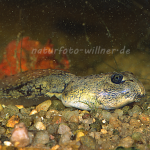Wechselkrötenlarve 1 Foto W. Willner