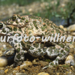 Wechselkrötenpaarung 19 Foto W. Willner