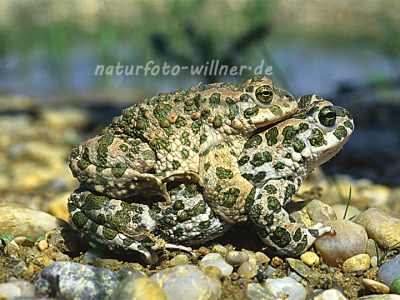 Wechselkrötenpaarung 21 Foto W. Willner