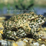 Wechselkrötenpaarung 21 Foto W. Willner