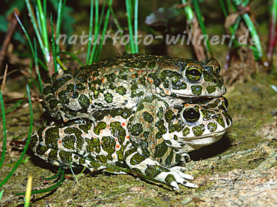 Wechselkrötenpaarung 22 Foto W. Willner